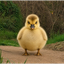 CHUBBYGOSLING price logo