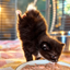 The Handstand Kitten