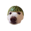 DOGEMELON price logo