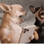 DOGPHONE price logo
