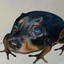 DROG price logo