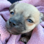 FENTPUPPY price logo