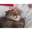 FLOWERCAT price logo