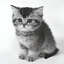 GKITTEN price logo