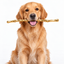 GLDNDOG price logo