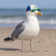 GOOGULL price logo