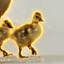GOSLINGS price logo
