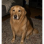 GROKDOG price logo