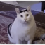HUHCAT price logo