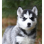 LILFLOOF price logo