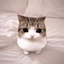 MEOWPIN price logo