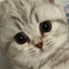 MILOU price logo