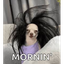 MORNIN price logo
