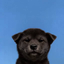 NIGGERINU price logo