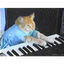 PIANOCAT price logo