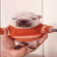PIBBLE price logo