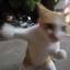 PUNCHCAT price logo