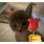 ROSECAT price logo