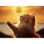 SAVVYCAT price logo