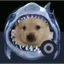 SHARKDOG price logo