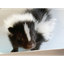 SKUNK price logo