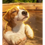 SPLASHDOG price logo