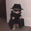 SPYCAT price logo