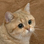 STARECAT price logo
