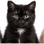 SXSICAT price logo