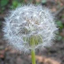 TARAXACUM price logo