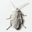 TPBUG price logo