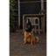 UDOGS price logo