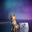 WRAPDOG price logo