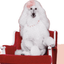 XPOODLE price logo