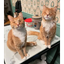 ZCATS price logo