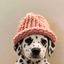 ZDOGWIFHAT price logo