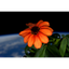ZINNIA price logo