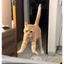 ZOOMIES price logo
